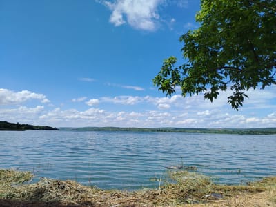 The image captures a tranquil scene at a body of water, likely a lake or reservoir, near the city of Vatra, Moldova. The sky is a vibrant blue, dotted with fluffy white clouds. In the foreground, dry grass and reeds line the shore, with some submerged vegetation visible in the shallow water. The water itself is a cool blue, with gentle ripples creating a shimmering effect. Across the water, a distant shoreline is visible, characterized by rolling green hills covered in trees and scattered buildings. A branch of a leafy green tree extends into the frame from the top right, adding a touch of nature's canopy. The overall impression is one of peaceful natural beauty.