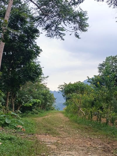 A dirt path in Moe Gyoe, Myanmar, extends into the distance, flanked by dense vegetation under an overcast sky. The unpaved path, approximately 2.5 meters wide in the foreground, narrows as it recedes, displaying exposed earth, scattered small rocks, and intermittent patches of green grass. On the left, a tall, light-barked tree trunk is prominently visible, with its canopy and other dark green trees forming a dense wall of foliage along the path. On the right, smaller trees and shrubs, some exhibiting lighter green or yellowish leaves, line the path. In the far background, distant hills or mountains are discernible through a slight atmospheric haze, beneath a uniformly gray, cloudy sky. No individuals, animals, or human-made structures are visible.