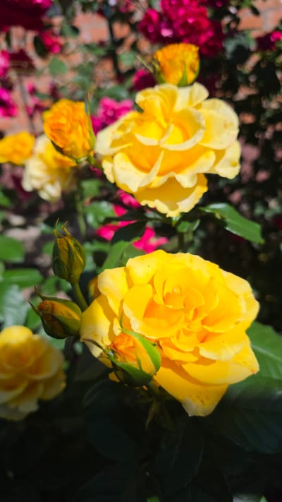 A close-up, eye-level shot captures a cluster of vibrant yellow roses and their buds against a blurred background of darker pink roses and green foliage. The lighting suggests it is daytime, with sunlight illuminating the petals and creating subtle shadows. The scene appears to be outdoors, possibly in a garden, given the presence of flowers and foliage. The image does not depict any people or structures, and there is no indication of the location within the city of Krasnochervonnyi, Russia.