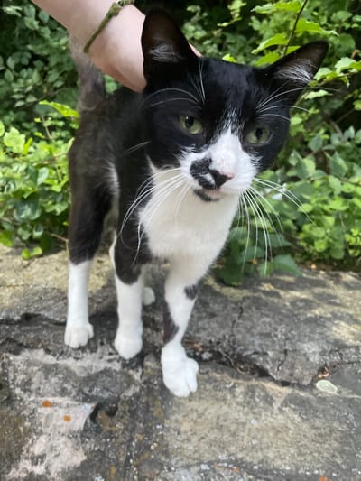 A black and white cat with green eyes stands on a stone surface, surrounded by green foliage. A person's arm, adorned with a green bracelet, is visible near the cat's head, seemingly petting it. The cat has a distinctive black marking on its face that resembles a mustache. The background consists of dense green leaves and branches. The ground appears to be made of rough, gray stones. The scene suggests an outdoor setting, possibly a garden or natural area within the city of Kokalyane, Bulgaria.
