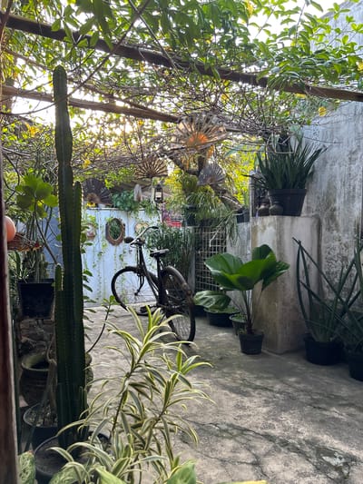 The image depicts an outdoor patio area, likely a backyard or garden space, in Banguntapan, Indonesia. The scene is lush with a variety of potted plants, including a tall cactus on the left, a snake plant in a large black pot on a raised concrete structure, and a fan palm with large green leaves in a black pot. A vintage-style bicycle with a black frame and white handlebars is parked in the center of the patio. The patio itself is made of concrete with visible cracks and some weathered patches. Above the patio, a wooden pergola is covered with green vines and branches, allowing dappled sunlight to filter through. Decorative fan-like ornaments hang from the pergola structure. The background features a light-colored, textured wall with several circular decorative elements and two oval mirrors. The overall impression is one of a relaxed, perhaps slightly overgrown, outdoor living space. There are no people visible in the image.