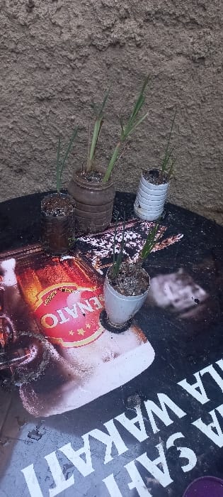The image displays five small green plants cultivated in repurposed plastic containers, set against a textured wall in Huruma ward, Kenya. The plants are arranged on a dark, flat surface, likely a table, which is covered by a weathered promotional banner. This banner features a large image of a bottle with a prominent red label displaying the word "SENATO" and multiple stars. White text, including "A SAFI" and "LA WAKATI," is partially visible on the banner.

The five containers comprise: one dark brown, ribbed plastic bottle; two white or clear, ribbed plastic bottles; one smooth, dark brown plastic bottle; and one white, cup-like container. Each vessel contains visible soil mixed with white particulates, likely perlite or similar growing medium, supporting a young plant with narrow, upright green leaves. The background is a rough, unevenly textured wall, appearing to be light brown or tan in color, consistent with stucco or concrete. No individuals are present. A small, partially visible circular purple object is located in the bottom right corner of the frame.