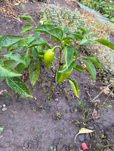 A pepper plant with green leaves and two unripe peppers grows in the dirt. One pepper is larger and hanging down from a stem, while the other is smaller and pointing upwards. The plant's leaves are wet, indicating recent rain. The ground is muddy and contains small stones and a few other small plants. In the background, dry brush and grass are visible. A small red cap is lying on the ground near the base of the plant.