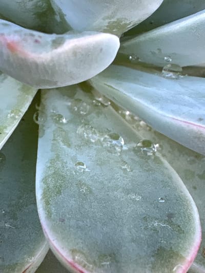 This close-up photograph captures the fleshy, waxy leaves of a succulent plant, likely an Echeveria species, within a blurred background. The leaves are predominantly a muted blue-green or sage green, characteristic of plants covered in farina or pruina, giving them a powdery texture. Many of the leaf edges display subtle reddish-pink coloration.
Numerous clear water droplets are visible on the surface of the leaves, beaded up due to the plant's waxy coating. These droplets reflect light, showcasing the optical phenomenon of surface tension on the hydrophobic leaves. The arrangement of the leaves suggests a rosette formation. The lighting is soft and diffused, highlighting the plant's textures and colors without harsh shadows. The image depicts a static scene, likely after the plant has been watered or exposed to dew. No activity or event is taking place other than the presence of water on the plant. There is no visible text. This scene is located in Carrizal, Venezuela.
