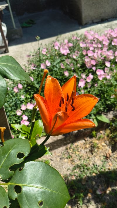 An outdoor, eye-level, close-up shot focuses on a bright orange lily in a garden. The lily, positioned in the right half of the frame, is in full bloom and faces towards the viewer. Its vibrant orange petals are speckled with dark spots, and its dark brown stamens are prominent. To the left and foreground, large, dark green leaves with irregular holes are visible.

In the background, a dense cluster of small pink flowers is out of focus, suggesting they are further back in the garden. The ground is a mix of dry soil, short green grass, and scattered fallen leaves, indicating a sunny and somewhat dry environment. Shadows from overhead objects, possibly trees or structures, are cast across the ground.

In the upper left portion of the image, a blurred gray concrete structure or wall is visible, with a hint of a lighter-colored object and a pair of green gardening clogs on the ground. The scene appears to be a residential garden. The location is specified as Han Krum, Bulgaria.