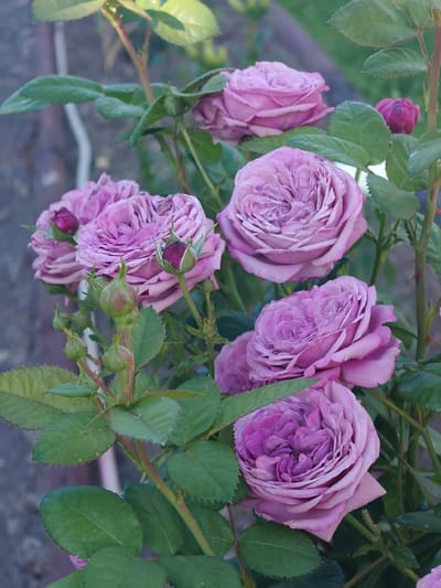 The image shows a close-up of several purple roses and rosebuds on a bush. The roses have many petals and appear to be in full bloom. The leaves are a deep green and some have water droplets on them. There is a blurred background of what appears to be a garden or outdoor setting. The image does not contain any information to indicate the location in Kotelva, Ukraine.