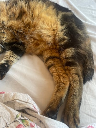 A close-up shot captures the hindquarters and legs of a tabby cat resting on a white, crinkled surface, possibly a bed. The cat's fur displays a mix of brown and black tabby markings, with individual hairs visible. One of the cat's paws is partially visible on the left, with black pads and white markings on the toes. The cat's tail is also visible on the right, with similar brown and black fur. A portion of a patterned fabric, featuring a floral design in pink and green, is visible in the bottom left corner, suggesting the cat is on bedding. The lighting is soft and diffused, creating subtle shadows. The scene appears to be indoors, in a domestic setting. The image does not provide any information that would allow for the location to be identified as Sagunto, Spain.