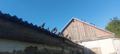 A flock of pigeons is perched on the corrugated metal and wooden roofs of two adjacent buildings under a clear blue sky. The building on the left has a section of weathered, grey corrugated roofing over a wooden beam. The building on the right is a wooden structure with a gable roof, its planks weathered and faded, with a closed window or access panel visible. Pigeons are scattered along the ridges and slopes of both roofs, some standing, some preening, and others appearing to be in conversation. The building on the left appears older, with plaster and rough textures visible on its lower section. The environment suggests an outdoor, possibly rural or semi-urban setting, with a tree visible on the far right. The scene captures a common urban wildlife interaction.