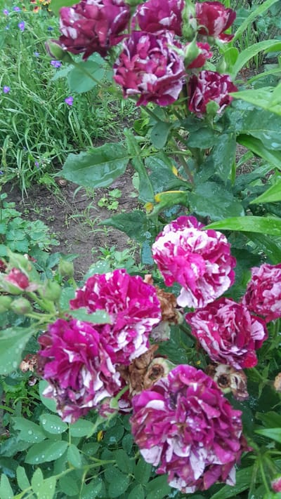 The image displays a close-up view of several dark pink and white striped roses in bloom. The roses are clustered on a bush with green leaves, some of which are wet, suggesting recent rain. The background is blurred, showing more greenery, soil, and a small snail on the ground. The scene appears to be an outdoor garden setting. No people are present in the image. The location is identified as Leshnitsa, Bulgaria.
