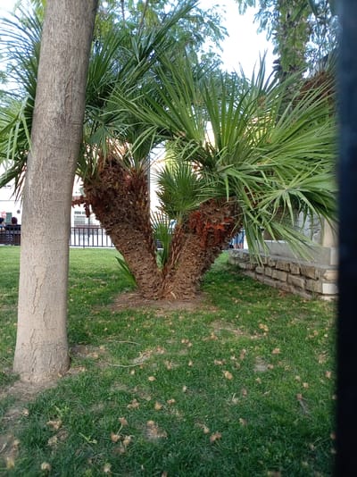 The image shows a multi-trunked palm tree in an urban park setting. The tree's trunks are covered in fibrous bark and split from the base. Green, fan-shaped palm fronds extend upwards and outwards. A thick, grey tree trunk is visible to the left of the palm tree, its bark rough and textured. The ground is covered in short, green grass with scattered fallen leaves and debris. In the background, a black metal fence is visible, beyond which is a low stone wall. Further in the distance, a building and some foliage can be seen. The image appears to have been taken during daylight hours. The scene is consistent with the general appearance of public green spaces in Olula Del Río, Spain, known for its Mediterranean climate which supports the growth of palm trees.