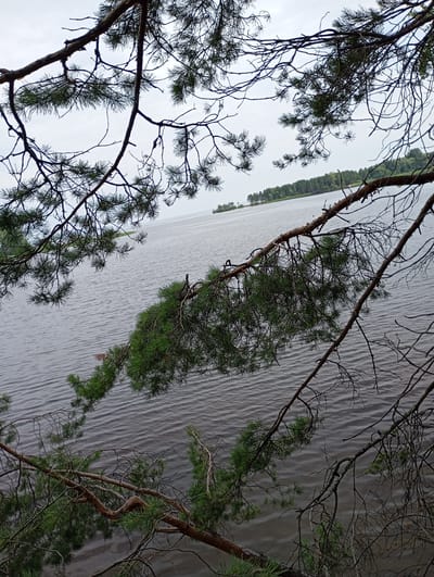 This image shows a view of a body of water from the shore, framed by pine branches. The water is calm with gentle ripples, and the sky is overcast. In the distance, a treeline with lush green foliage stretches along the horizon, suggesting a natural environment. A small island is visible within the water, also covered in trees. The foreground is dominated by the dark, textured branches and needles of pine trees, some bare and others green. The scene appears to be located in Vekoshinka, Russia, a place known for its natural beauty and proximity to forests and bodies of water. There are no people or animals visible in the image. The overall impression is one of a quiet, serene natural landscape.