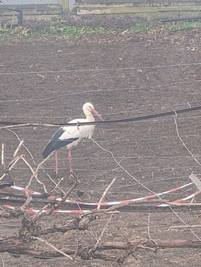 An adult white stork (Ciconia ciconia) with white plumage, black flight feathers, a long red beak, and long red legs stands upright in a dormant vineyard in Mechkarevo, Bulgaria. The stork is positioned behind several parallel wires, likely part of a trellising system, which traverse the mid-ground. Bare, gnarled grapevine trunks and branches, devoid of leaves, occupy the lower foreground, with some sections wrapped in red and white striped tape. The ground is composed of dark, tilled earth. In the background, beyond the tilled ground, a strip of green vegetation with scattered purple flowers is visible, bordered by a concrete or stone structure topped with a metal fence.
