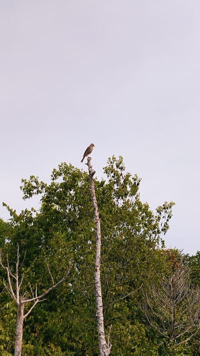 A small bird with brown and white plumage perches on the very top of a dead, gray tree trunk. The bird is facing to the right and is silhouetted against a pale, overcast sky. The tree trunk is surrounded by a dense canopy of lush green trees. The image appears to be taken from a low angle, looking up at the bird and the surrounding foliage. The location is stated as Peuneulettunong, Indonesia.