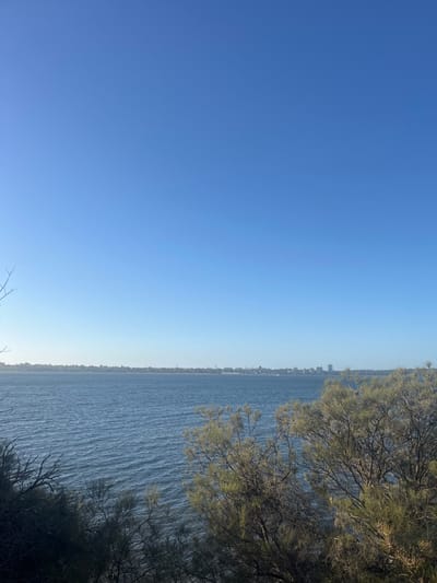 The image depicts a daytime panoramic view from an elevated position in Applecross, Australia, overlooking a wide body of water. The upper half of the frame is dominated by a clear, bright blue sky with a subtle gradient, becoming lighter towards the horizon. There are no clouds visible.
Below the sky, a distant landmass stretches horizontally across the mid-ground. On this far shore, a city skyline is discernible, composed of multiple buildings of varying heights. A small, light-colored object, consistent with a boat, is faintly visible on the water near the distant shore, positioned slightly to the left of the image's vertical center.
The body of water itself is dark blue-grey, exhibiting numerous small ripples across its surface, suggesting gentle movement. The lower quarter to one-third of the foreground is filled with dense foliage from multiple bushes or trees. This vegetation features intricate branches and small, predominantly green and brown leaves, partially obscuring the immediate view of the water and framing the overall scene. No individuals, animals, or active events are present in the scene.
