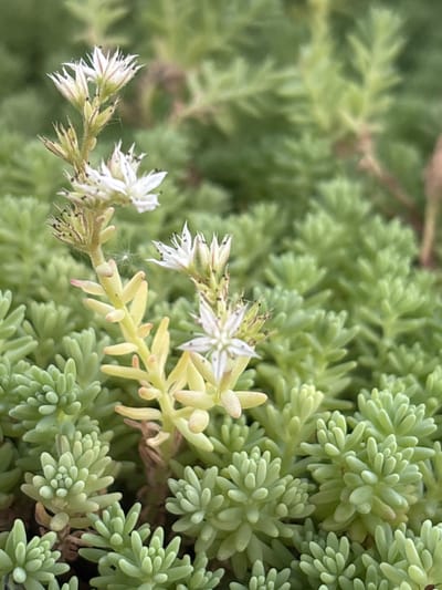 In Aidemir, Bulgaria, a close-up, eye-level photograph focuses on a cluster of green succulents. The foreground is dominated by the tightly packed, small, cylindrical leaves of the succulents, forming a dense, carpet-like ground cover. Amidst this green mass, a stem of a flowering succulent rises, bearing small, white, star-shaped flowers with delicate, pointed petals and dark centers. Some of these flowers are in bloom, while others are still developing buds or have begun to wither. The stem itself is a pale, yellowish-green, and its surface appears slightly fuzzy. The background is a soft blur of more green foliage, suggesting a garden or natural setting. The lighting is natural, casting soft shadows and highlighting the textures of the plants. There are no people or discernible actions taking place in the image.