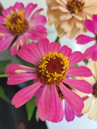 The image is a close-up, eye-level shot of several zinnias. The primary subject is a vibrant pink zinnia positioned in the foreground, slightly off-center to the right. Its petals are a bright, almost fuchsia pink, with some lighter yellow or cream-colored spots on a few of the petals. The center of this flower is a dark reddish-brown with bright yellow stamen. Behind this flower, to the upper left, is another pink zinnia, less in focus. To the upper right, a pale peachy-colored zinnia is visible, also out of focus. To the lower right, another pale zinnia is partially visible. The background is a mix of blurred dark green foliage and a lighter, indistinct area that appears to be a wall or sky. The image captures the delicate texture of the petals and the intricate details of the flower centers. There are no people or discernible signs of a specific urban location visible within the frame. This image does not contain any identifiable features that would allow for its location to be determined within the city of Bekabad, Uzbekistan.