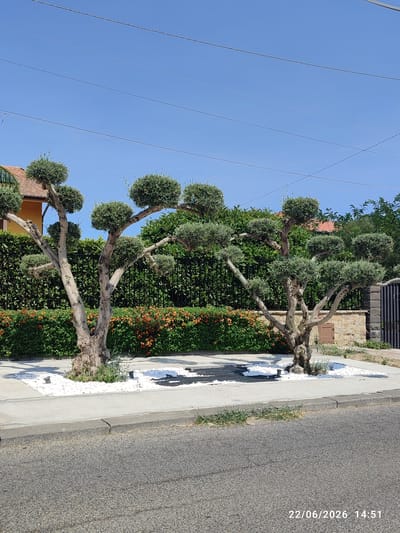 The image depicts a street scene in Scordia, Italy, on June 22, 2026, at 14:51. Two artfully pruned olive trees are the central focus, standing on a sidewalk area covered with white pebbles. Behind the trees, a dense green hedge is visible, interspersed with small orange flowers. A black metal fence runs along the property line, separating the landscaped area from what appears to be a residential or commercial building, partially visible with a terracotta roof. The street in the foreground is paved with asphalt. The sky above is a clear, bright blue with several parallel power lines crossing it. The scene is bathed in bright sunlight, suggesting a warm, summer day. There are no people or animals present in the image.