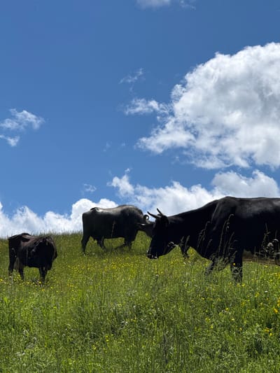 A herd of black cattle grazes in a lush green meadow dotted with small yellow flowers under a bright blue sky with scattered white clouds. In the foreground, one cow is silhouetted from the side, facing right and appearing to chew. To its left and slightly behind, another cow stands facing left, with its head down. Further back and to the left, a third, smaller cow is also visible. The meadow slopes upwards towards the horizon. The scene is situated in the vicinity of Borino, Bulgaria.