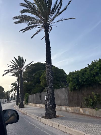 The image shows a street scene in Urbanización Cabo Roig, Spain. The foreground shows the side mirror of a vehicle with a reflection of a person's face. The street itself is asphalt with a paved sidewalk. Several tall palm trees line the sidewalk, with one particularly thick palm tree in the right foreground. Behind the palm trees is a wooden fence backed by lush green foliage. The sky is a pale blue with some wispy clouds.