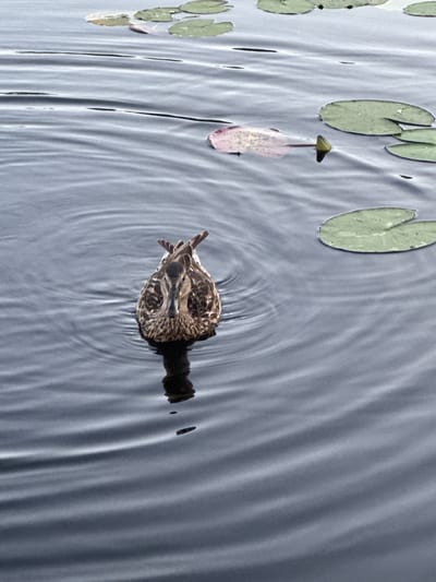A lone duck is swimming in dark, rippling water. Lily pads are scattered across the surface of the water, some floating and some submerged. The duck, facing away from the camera, is a mottled brown and white. Its reflection is visible below it in the water. The scene appears to be a natural body of water, likely a pond or lake, with no man-made structures or human presence immediately visible. The environment is calm and serene. This image is located in Pchelka, Russia.