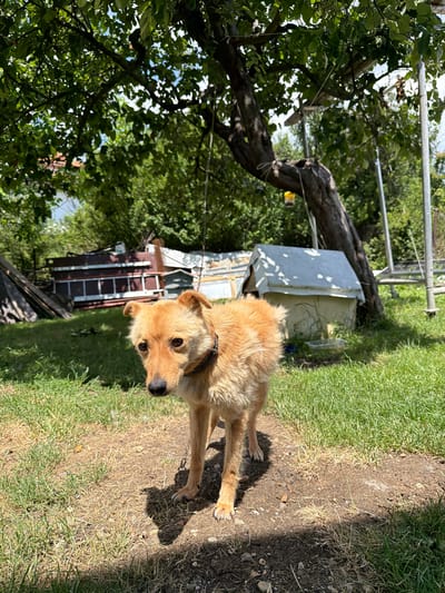 A medium-sized, light brown dog with erect ears and dark eyes stands in a sunlit grassy yard. The dog is facing the camera, with its head slightly tilted. In the background, there are trees with green foliage, a small white dog house, and some discarded items that appear to be construction materials. A chain is visible hanging from a tree branch above. The ground is a mixture of dry dirt and green grass, with shadows cast by the dog and the trees. The overall scene suggests a rural or backyard setting in the village of Golemo Buchino, Bulgaria.