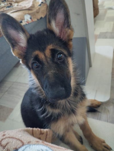 The image shows a close-up of a German Shepherd puppy sitting on a tiled floor. The puppy is looking directly at the camera with its ears perked up. The background is blurred, but appears to be an indoor setting, possibly a living room or hallway, with furniture and a patterned rug visible. There is no discernible information about the location in the city of Навасёлкаўскі сельскі Савет, Belarus, in this image.