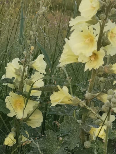 A close-up, vertical, eye-level shot captures a patch of pale yellow hollyhock flowers blooming amidst tall, green grass in what appears to be a rural or natural setting in Kubina, Russia. The flowers are the primary subjects, with their delicate, ruffled petals and yellow stamens clearly visible. Some of the flowers are fully open, while others are still in bud form. The stems of the hollyhocks are thick and covered in fine hairs. The background is a blur of green and brown, suggesting more vegetation and possibly distant trees or fields. The lighting is soft and diffused, indicative of an overcast day or early morning/late evening. There are no people or animals visible in the frame.