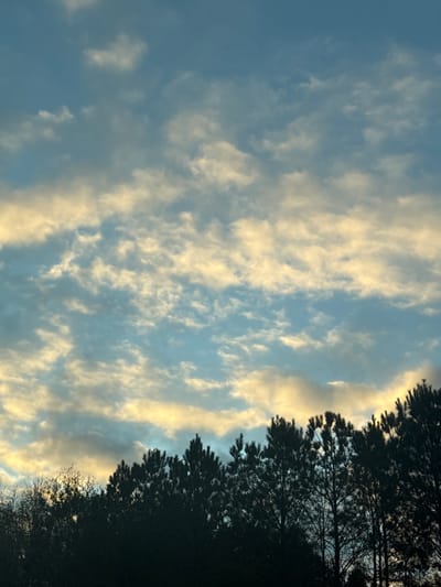 The image displays a panoramic view of the sky over a tree line in Lawrenceville, United States. The upper two-thirds of the frame are filled with a light blue sky interspersed with scattered stratocumulus clouds. These clouds exhibit a yellowish-orange hue, particularly along their lower edges, indicative of either sunrise or sunset lighting conditions. The lower one-third of the image is occupied by the dark silhouette of a dense tree line. The trees primarily appear to be coniferous, likely pines, characterized by their pointed forms, with some bare deciduous branches visible on the far left. No individuals, artificial structures, or specific actions are discernible within the frame.