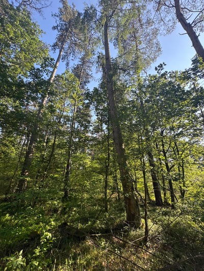 The image shows a sunlit forest with tall trees and lush green foliage. The perspective is looking upwards through the canopy, revealing a clear blue sky in the background. The forest floor is covered with grass, undergrowth, and fallen branches. The scene is natural and serene, with no people or animals visible. This forest is located in Żurawiniec, Poland, a region known for its natural beauty.
