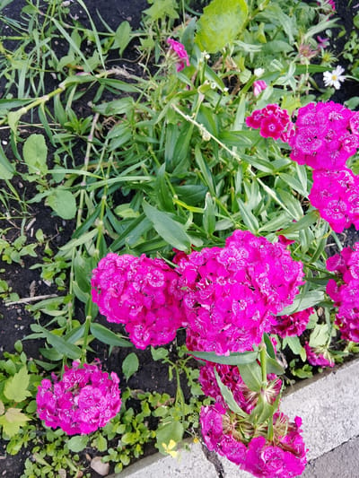 In Bugulma, Russia, a close-up, high-angle shot captures a patch of vibrant pink dianthus flowers growing amidst lush green foliage and dark soil. The flowers, densely packed with frilled petals, exhibit a rich fuchsia hue, some featuring delicate white speckles. A small white daisy with yellow markings adds a contrasting element to the scene, while scattered green leaves and blades of grass fill the spaces between the blossoms. The edge of a textured gray concrete curb is visible along the bottom right, suggesting an urban garden or park setting. The lighting is bright, creating soft shadows and highlighting the intricate details of the flowers.