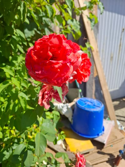 A close-up, medium shot captures a cluster of vibrant red roses in the foreground, bathed in bright sunlight. The roses are in various stages of bloom, with some fully open and others just beginning to unfurl. Lush green foliage surrounds the flowers, creating a natural backdrop.
In the middle ground, a small insect, possibly a bee, is captured in mid-flight, adding a sense of dynamic movement to the scene. Behind the roses, a bright blue plastic bucket rests on a wooden surface. The background reveals a light-colored corrugated metal wall and a wooden beam, suggesting an outdoor setting, possibly a garden or yard in Klettgau, Germany. The overall impression is one of a sunny day in a lively outdoor environment.