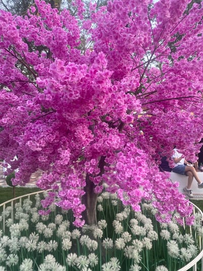 The image shows a close-up of a tree with abundant pink blossoms. In the background, a person is sitting with their legs crossed, wearing denim shorts and a white t-shirt. To the right of the tree, there is a display of white, dandelion-like flowers arranged in rows. The setting appears to be outdoors, possibly in a park or garden, with a hint of greenery and a brick wall visible in the distance. The lighting suggests it is daytime.