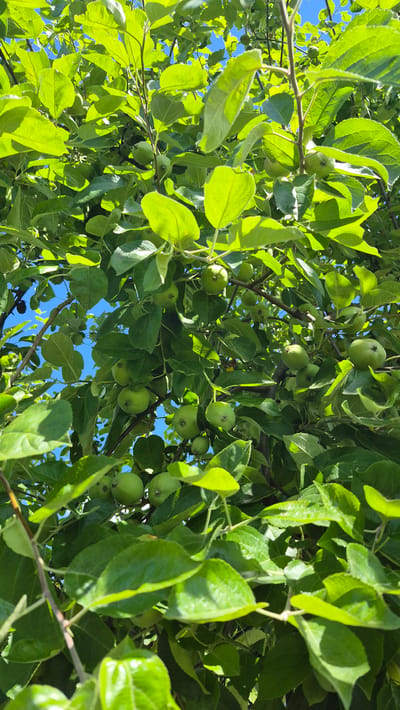 The image shows a close-up, low-angle view of an apple tree with numerous green apples and bright green leaves, set against a clear blue sky. The scene appears to be in an outdoor environment. The apples are of various sizes and are distributed throughout the branches, some partially obscured by the foliage. The leaves are vibrant and appear healthy, catching the sunlight and creating areas of bright illumination and shadow. The branches of the tree are visible, adding to the dense, natural composition. The image does not contain any people or evidence of human activity beyond the cultivation of the apple tree. The location, Цярэніцкі сельскі Савет, Belarus, suggests a rural or semi-rural setting.