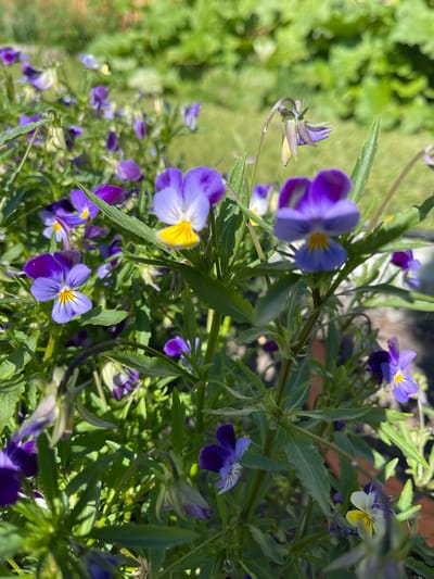 This image showcases a cluster of blooming pansies, predominantly in shades of purple and white with yellow accents. The flowers are the central subjects, with some in sharp focus and others softly blurred in the background, creating a sense of depth. The setting appears to be a garden or a planted area, with lush green foliage and some hints of brick or terracotta visible amongst the plants. The lighting suggests it is daytime, possibly a sunny day given the bright illumination on some of the petals. The overall mood is serene and natural, highlighting the beauty of the flowers. No people, text, or specific events are depicted. The location context indicates Morden, Canada.