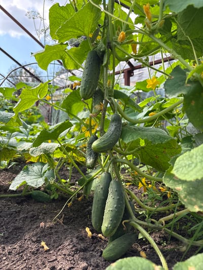 The image depicts a close-up view of a cucumber plant growing in a garden bed. Several cucumbers, in various stages of ripeness, hang from the vine among lush green leaves. Small yellow cucumber flowers are also visible, some in bloom and others as developing buds. The ground beneath the plant is dark soil, with some dry leaves and small plants scattered on the surface. In the background, elements of a greenhouse structure are visible, including metal framing and translucent sheeting, suggesting the plant is being grown in a protected environment. The sky, partially visible at the top left, is blue with white clouds. The scene appears to be outdoors, possibly in a rural or suburban setting. The specific location in Aleshino, Russia, is not visually evident from the image itself, but the scene is consistent with a garden setting in that region. There are no people or animals present in the image.
