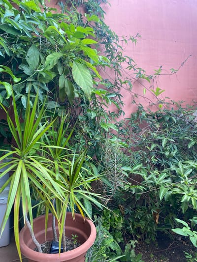 The image depicts an outdoor scene with lush green foliage against a textured, dusty rose-colored wall. In the foreground, a large, reddish-brown terracotta pot contains two plants with long, spiky green and yellow leaves. One plant is positioned to the left, while another is slightly behind and to the right. The pot is filled with soil and some smaller plants or sprouts are visible. Part of a light-colored trash bin is visible to the far left. The wall behind the plants is the dominant background feature, exhibiting a rough, stucco-like texture. Various climbing vines and leafy plants are growing and trailing across the wall and into the foreground, creating a dense, naturalistic display. The ground beneath the plants appears to be dark soil. The lighting suggests it is daytime, with soft shadows indicating an overcast sky or diffused sunlight. The location is identified as Resinera-voladilla, Spain. There are no people visible in the image.
