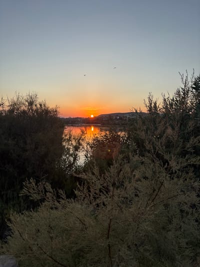 The image depicts a sunset over a body of water, likely a lagoon or marshland, in the city of Vera, Spain. The sun is low on the horizon, casting a warm orange glow across the sky and reflecting on the water's surface. The foreground is dominated by dense vegetation, with bushy trees and reeds partially obscuring the view of the water and the distant landscape. Silhouettes of buildings can be seen on the far bank, suggesting a human presence in the area. Two birds are visible in flight against the pale blue and orange gradient of the sky. The overall atmosphere is tranquil and serene, characteristic of a coastal sunset.