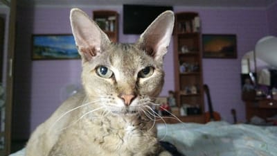 A close-up, eye-level, medium shot features a cat with striking green eyes and curly, light brown fur. The cat is positioned centrally, facing the camera directly, with its head and upper body filling most of the frame. Its large ears are perked forward, and its long, white whiskers fan out from its muzzle. The background is out of focus, showing a purple wall adorned with two framed pictures, one depicting a landscape. To the left and right of the cat, two tall, brown bookshelves are visible, filled with various objects. A blurred figure of what appears to be a vacuum cleaner can be seen between the cat and the right bookshelf. The overall lighting is dim, contributing to the slightly grainy quality of the image. The scene is an indoor setting, likely a room within a home in Anudinovo, Russia.