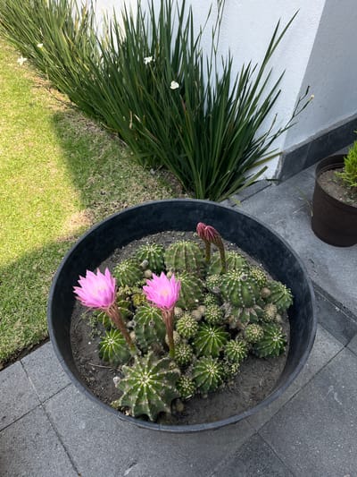 The scene is an outdoor setting, likely a garden or patio in Barrio de Nuevo León, Mexico. A black plastic pot is the focal point, containing a collection of barrel cacti, some of which are blooming with large pink flowers. A green, leafy plant with white flowers spills out from behind the pot. A second, smaller pot with greenery is visible in the background. The ground surrounding the pot consists of a mixture of grey stone tiles and green grass. The angle of the shot is a high-angle, slightly tilted view.