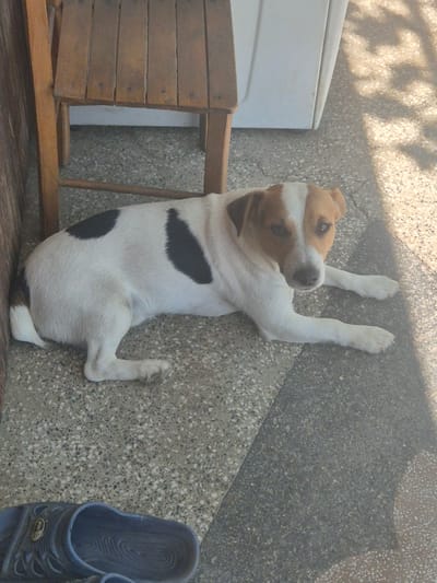 A medium-sized dog with white and brown markings is lying on a gravelly patio in front of a wooden chair. The dog is looking towards the camera with its head slightly tilted. The patio appears to be outdoors, possibly in a backyard or courtyard, with dappled sunlight casting shadows from overhead foliage. To the left of the dog, a wooden chair is positioned. In the background, a white refrigerator-like appliance is visible. A blue sandal is visible in the lower left corner of the image. The scene is set in the city of Unatsite, Bulgaria.