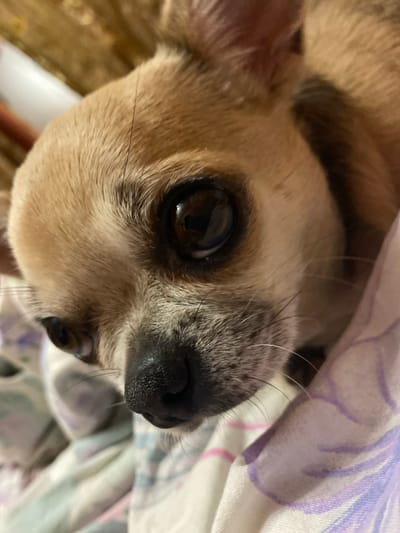A close-up shot focuses on the face of a light brown chihuahua dog, its large dark eyes reflecting the light. The dog's nose is black and textured, with prominent whiskers. The dog is lying on a blanket with a pattern of purple and pink abstract designs. The background appears to be a textured brown surface, possibly furniture. The scene is indoors, and no specific location in Andzhiyevsky, Russia can be determined from the image.