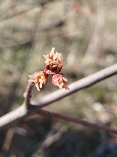A close-up photograph captures three nascent plant buds on a slender, bare brown branch in Klenovik, Bulgaria. Each bud consists of a reddish-brown base with pale yellow-cream florets or stamens extending outwards. The buds are clustered together at a junction point on the branch, which is in sharp focus. The background is heavily blurred, displaying indistinct shapes and colors of muted greens and browns, consistent with an outdoor natural environment. No individuals, animals, or man-made objects are discernible. The scene is illuminated by natural light.