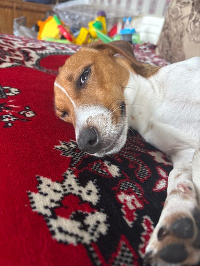 A Jack Russell Terrier puppy lies on its side on a red rug with a black and white pattern. The puppy's head is resting on its paws, and its eyes are partially closed. Its fur is white and tan, with brown markings around its eyes and ears. In the background, there are some blurry toys. The scene appears to be in a home environment.