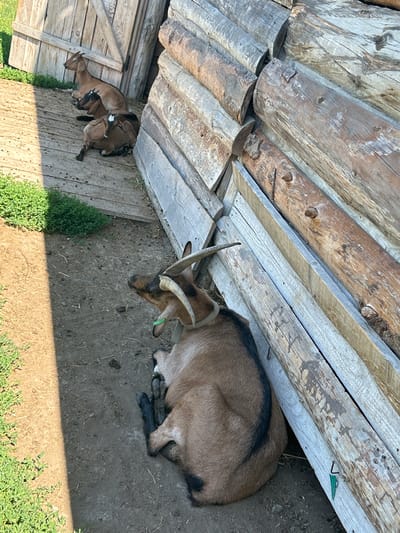In Lypcha, Ukraine, a herd of goats rests near a wooden structure. The largest goat, a brown and black female, lies on its side with its head resting on the ground, facing left. Its horns are prominent, and it wears a light green collar. Behind it, three smaller goats are huddled together. One, a light brown goat with white markings on its face, is lying down, while the other two are also resting or lying down. The goats are situated on a dirt ground with some sparse grass. The background consists of a rustic wooden structure, possibly a fence or enclosure, made of logs and planks. Sunlight casts shadows across the scene.
