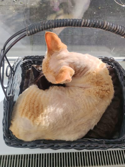 An orange cat with a shaved coat is curled up in a black wicker basket on a windowsill. The cat's fur has a wavy texture, and its ears are pointed upwards. A dark brown blanket is visible underneath the cat. The background shows a reflection of outdoor scenery, possibly a street or garden, and the windowsill appears to be above a radiator. The scene is well-lit by natural sunlight. The image was taken on a sunny day. There is no visible indication of the specific location within Hilversum, Netherlands, beyond what can be inferred from the presence of a typical Dutch windowsill and radiator.