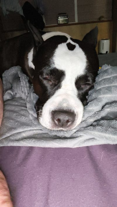 A black and white dog is sleeping peacefully on a gray blanket. The dog's eyes are closed, and its head is resting on the soft fabric. The background is out of focus, but appears to be a dimly lit room with some shelves and objects. There is a white toaster visible on a shelf in the background.