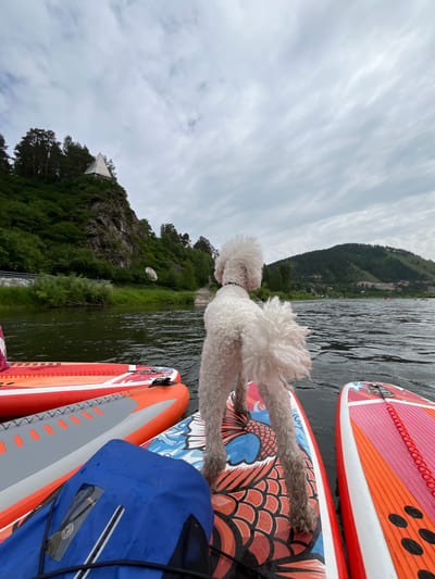 A white poodle stands on a paddleboard in a river, facing away from the camera and looking towards a wooded hill with a distinctive triangular structure on top. Several other paddleboards, one with a blue dry bag, are visible in the foreground and on the water. The river is calm and reflects the overcast sky. The background features a green hillside with trees and a distant mountain range. The location is identified as the Mannsky District of Krasnoyarsk Krai, Russia.