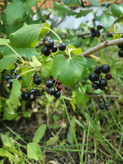 This is a close-up, eye-level shot of a blackcurrant bush laden with ripe, dark purple berries. The berries are clustered along thin, woody stems, some still attached to their small green calyxes. The leaves of the bush are a vibrant green, with visible veins and serrated edges, providing a lush backdrop to the fruit. The lighting suggests it is daytime, with natural sunlight illuminating the scene and creating subtle highlights on the berries and leaves.
The background is softly blurred, indicating a shallow depth of field. It shows more greenery, suggesting a garden or natural setting. There are hints of a fence or wall in the upper background. The ground below is covered with grass and dry leaves, adding to the impression of an outdoor, possibly rural, environment. The overall impression is one of abundance and ripeness, evoking a sense of the summer harvest. The specific location is noted as Ivanovka, Russia, which further grounds the scene in a geographical context. There is no visible text in the image.