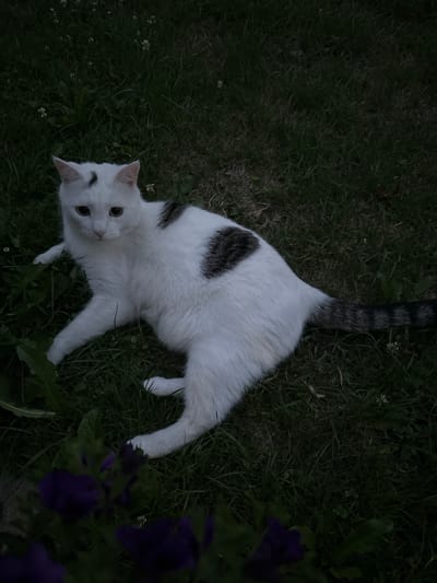 A medium shot captures a white cat with a black patch on its back, lying on a grassy lawn. The cat is looking up at the camera with its ears perked. Its tail, which is striped with black and gray, is curled beside it. In the foreground, out of focus, are some purple flowers. The lighting suggests it is dusk or early evening. The scene is outdoors, with the green grass and foliage indicating a natural setting. The cat appears calm and curious. There is no visible text in the image.