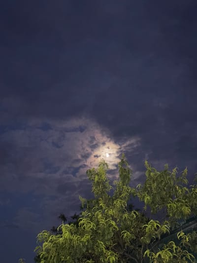 A night sky is shown, dominated by deep blues and purples. A full moon, partially obscured by wispy clouds, is visible in the upper right quadrant. The moon emits a soft, ethereal glow that illuminates the surrounding clouds with a lighter, almost silvery hue. In the foreground, on the right side of the frame, a lush green tree branches out, its leaves catching the moonlight and appearing almost translucent. The foliage is dense and textured, creating a stark contrast with the open expanse of the night sky. The composition suggests a peaceful, serene evening in Yegorlykskaya, Russia. The overall mood is tranquil and somewhat mysterious, inviting contemplation of the night. There is no visible text.